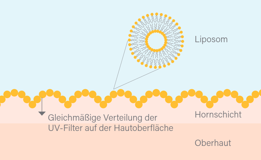 Darstellung wie liposomaler Sonnenschutz UV-Filter gleichmäßig auf der Hautoberfläche verteilt